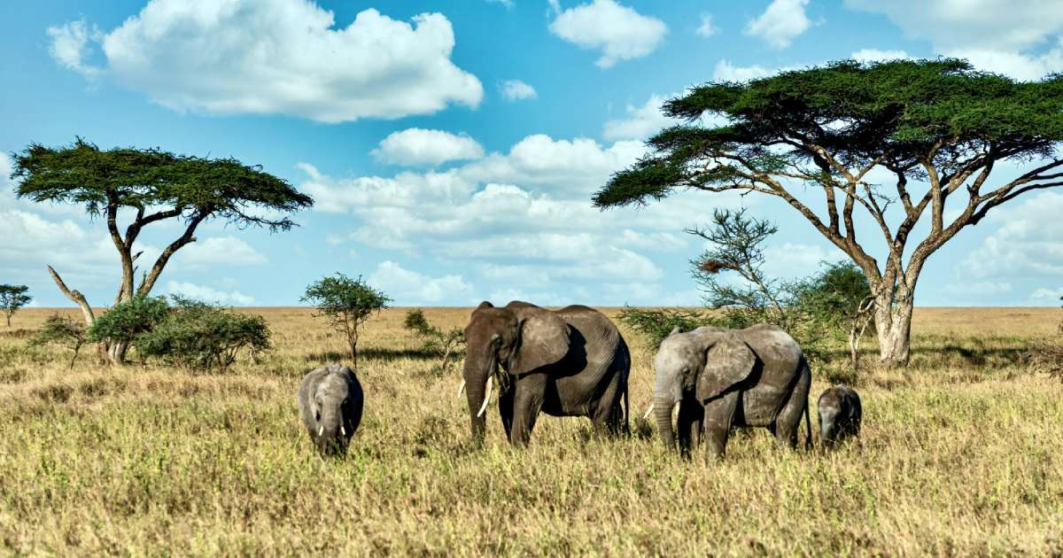 Planning Your African Safari Vacation: The Easy Way